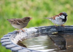 Sparrows-Bird-Bath